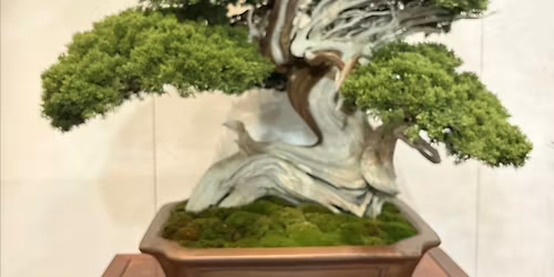 Pearl City Bonsai Club Fair & Plant Sale