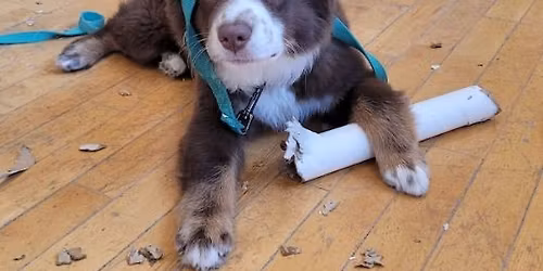 Paint Your Pet - Last Date!