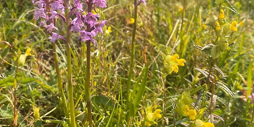 Alsager Nature Walks - June