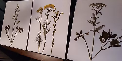 Pressed Flower Art for Gifting or Decorating.