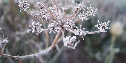 Dementia Friendly Garden Social - December (morning session)