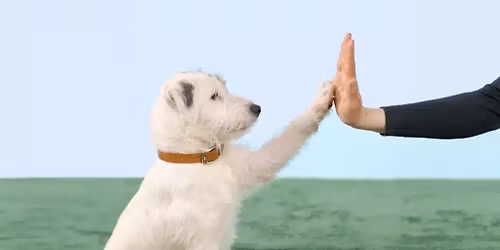 Fra Valp til Voksen \u2013 Slik L\u00e6rer Hunden Din Best