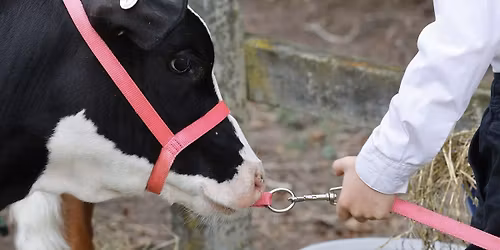 Tokomairiro A&P Annual Show