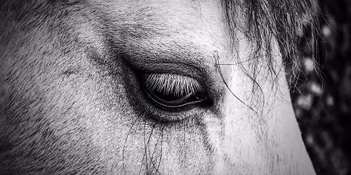 Candlelight Vigil for the Horses Lost to Live Exports