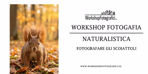 Monza - fotografare gli scoiattoli -workshop fotografia naturalistica