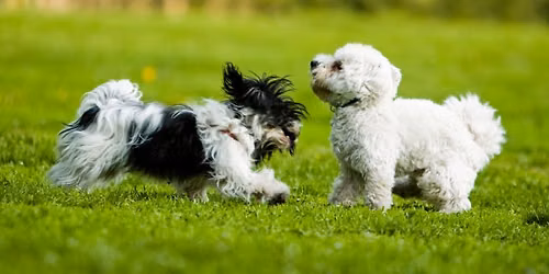 Lightmoor Village fun dog show