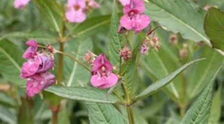 Introduction to Himalayan Balsam bashing on the River Leven