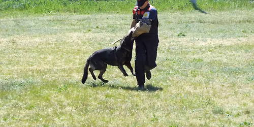 Egzaminy FCI - IGP 1-3; FCI - BH-VT; PT 1-3; testy psychiczne; testy psychiczne i przegl\u0105d ON