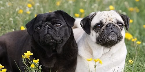Pug Meet Up (Launceston)