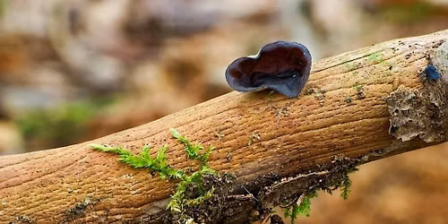 Fascinating Fungi Workshop