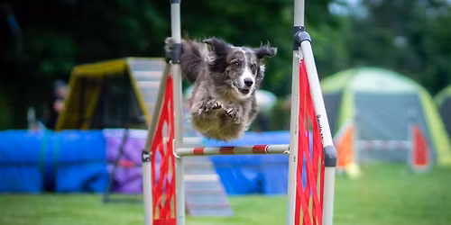 hrav\u00e9 agility z\u00e1vody o \u017dab\u00edho kr\u00e1le \ud83d\udc38