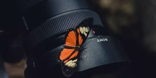 Butterflies and Nature