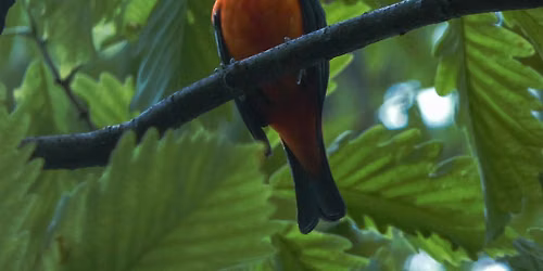 Bird Walk - Wheaton Regional Park