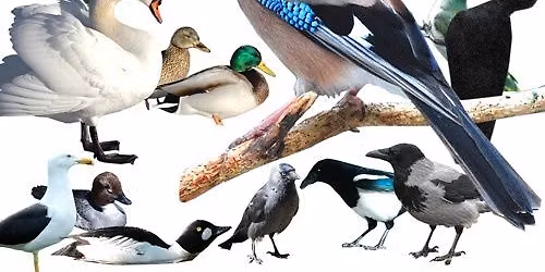 F\u00e5gelsk\u00e5dning med Stefan Strandberg