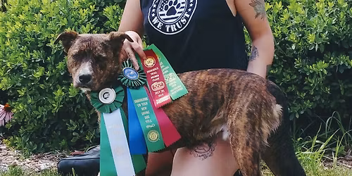 Drop in puppy socialization hour