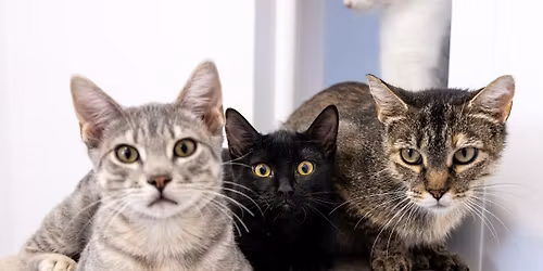 OMHS November Adoption Fair