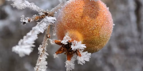 Felk\u00e9sz\u00fcl\u00e9s a t\u00e9lre \u2013 S\u00e9ta a Pint\u00e9r-kert Arbor\u00e9tumban