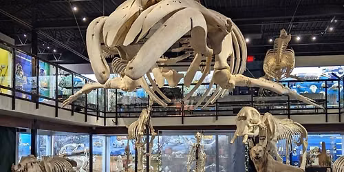 Sketch @ Skeleton Museum of Osteology