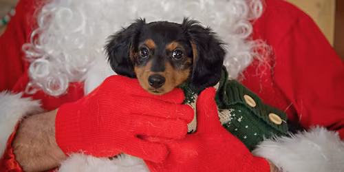Holiday Pet Photo Fundraiser to Benefit Lucy Mac Humane Society