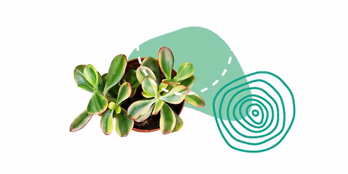 Plant Fest!