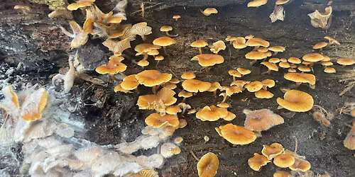 Mushroom Mania