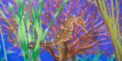 World Oceans Day - Free Admission at the Sea Center