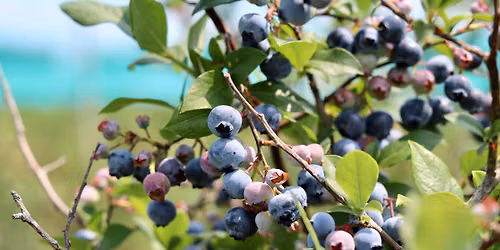 Blueberry Bash