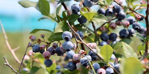 Blueberry Bash