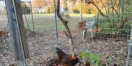 Lebanon Egg Pickup (While Supplies Last)