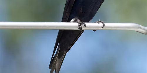 Bird Walk - Georgetown Waterfront Park