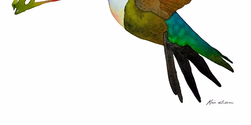 Broad-tailed Hummingbird Watercolor Class