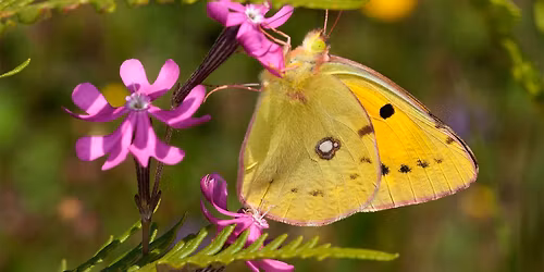 Caminhada de Interpreta\u00e7\u00e3o da Flora na Arr\u00e1bida