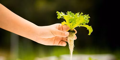 Introduction to Hydroponics: Growing More in Less Space