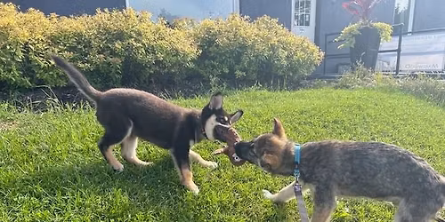 Chuck's Roadhouse (Wasaga Beach) 4th Annual Charity Golf Tournament