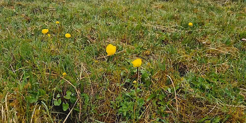 Wild Ingleborough nursery plant survival monitoring