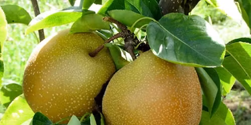 Edible Perennial Plants for Home Gardens