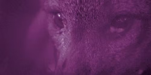 PROJECTION : IL FAIT NUIT EN AM\u00c9RIQUE + AVANT-PROGRAMME