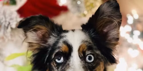 Holly Jolly Pack Walk\ud83c\udf84