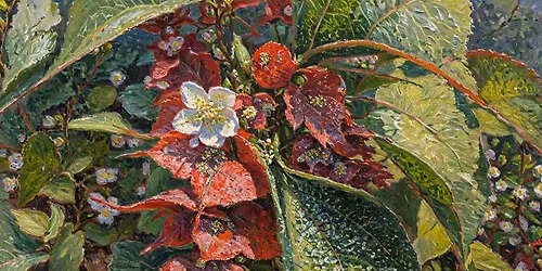 \u2b50\ufe0fLes plantes stars de mon jardin-for\u00eat