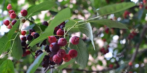 Juneberry Festival