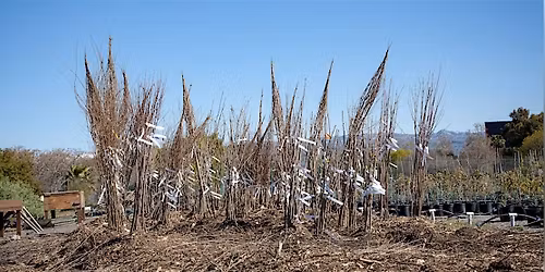 Bare Roots at the Nursery (Moderate to High Intensity)  [PM]