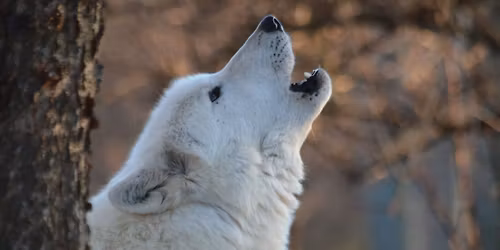 Full Moon Fundraiser- Blue Moon