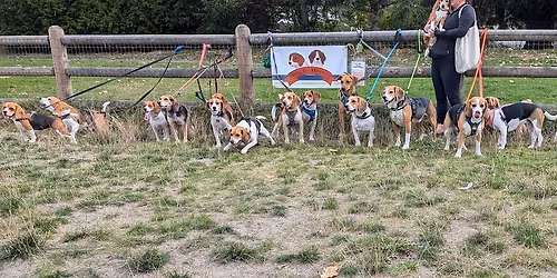 March North Seattle Beagle Meetup