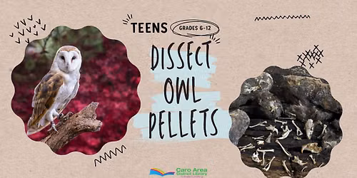Teens: Dissect Owl Pellets