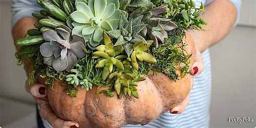 Succulent Pumpkin Centerpiece Workshop