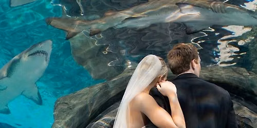 Newport Aquarium Wedding Show