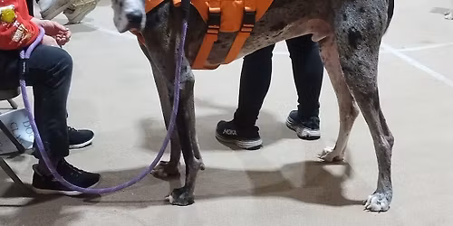 Beginner Dog Class (ages 6 months and older) April to June 2026