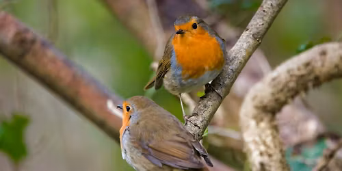 FUNDRAISER ! South Norwood Lake BIRD SPOTTING & forest bathing (mix adult)