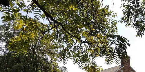 Tastes of Home: African American Culture and American Cuisine 