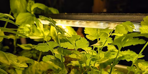 Container Gardening Workshop: Summer Herbs